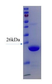 SDS-PAGE Ferritin-0088H.jpg